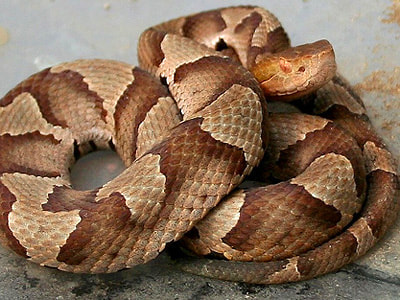 copperhead snake gaiters