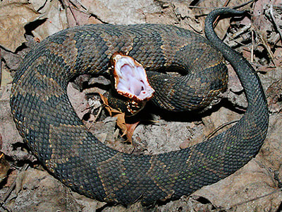 cottonmouth snakes in Texas