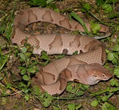 copperhead snake in Florida