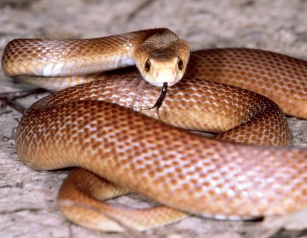 Coastal Taipan venomous snake